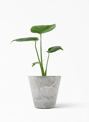 モンステラ 観葉植物の販売・ギフトならフラワーコーポレーション / 観葉