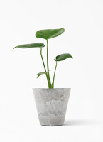 らんらんるー商品③コンパクトながら幹が木化しているアートなモンステラ monstera-423_1.jpg?1648046014