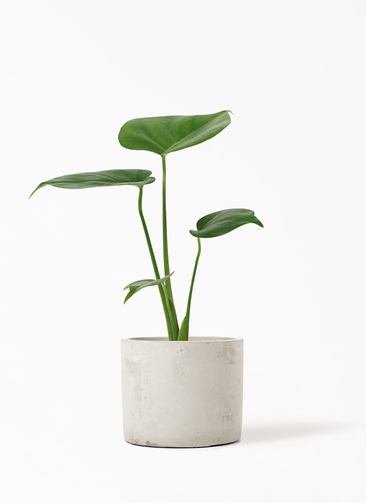 monstera-457_1.jpg?1648046087