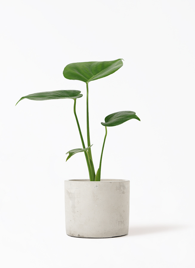 観葉植物 モンステラ 3号 アダ シリンダー 11 付き | 観葉植物なら