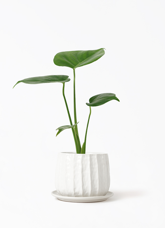 観葉植物 モンステラ 3号 オーセ 11 P ピンク 付き | 観葉植物 観葉植物 モンステラ 3号 オーセ 11 P ピンク 付き | 観葉植物