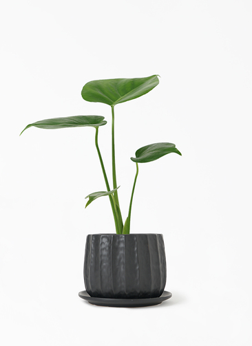 monstera-459_1.jpg?1648046092