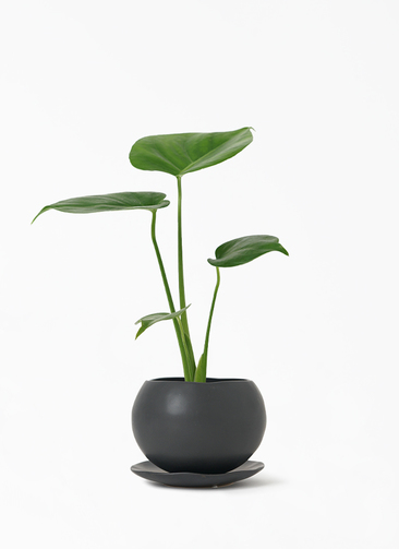 観葉植物 モンステラ 3号 オーセ 11 W 付き | 観葉植物なら