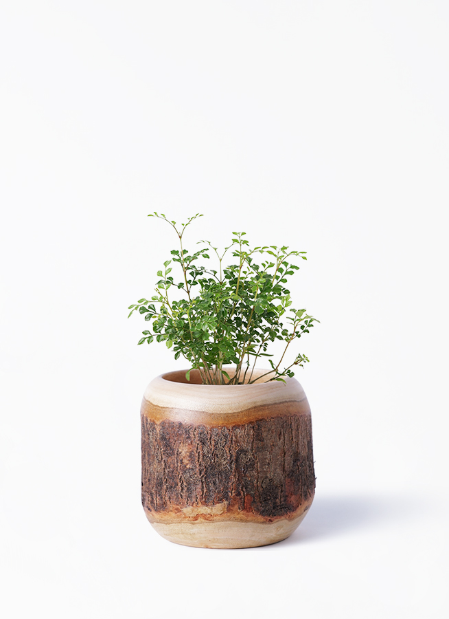 観葉植物 シマトネリコ 3号 Mango Wood(マンゴーウッド