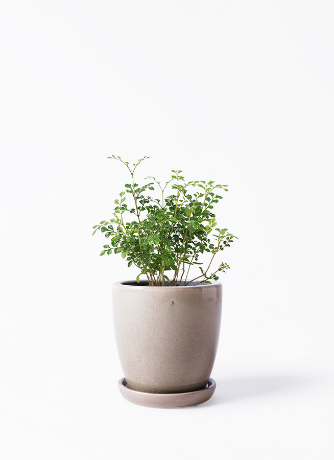 観葉植物 シマトネリコ 3号 オーセ 11 Y イエロー 付き | 観葉植物なら