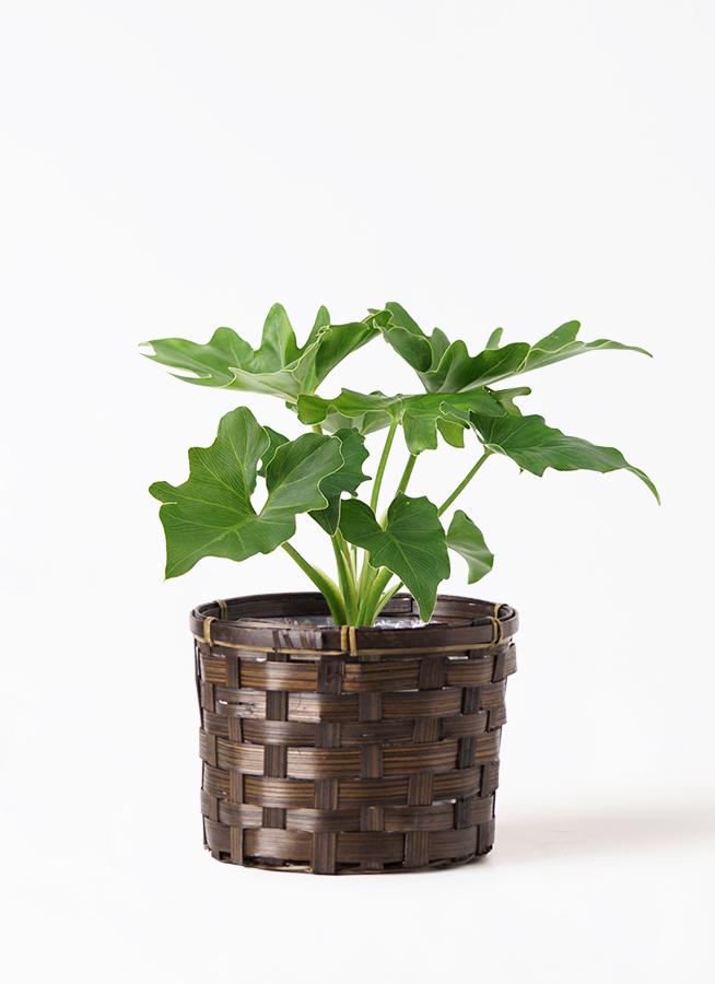 観葉植物 フィロデンドロン 3号 セローム ヒトデカズラ ミーア