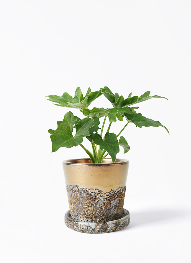 観葉植物 フィロデンドロン 3号 セローム ヒトデカズラ ヨンナ