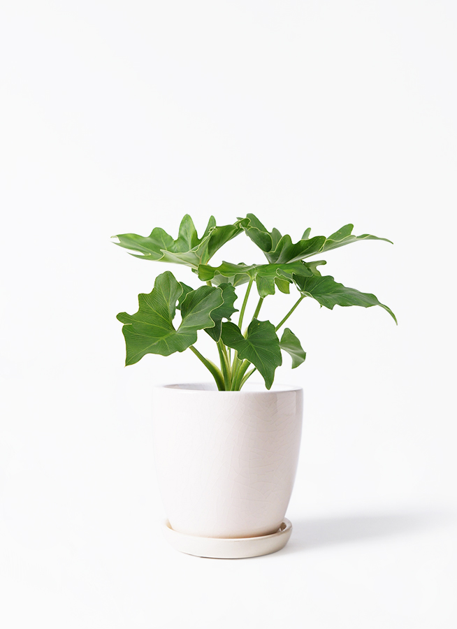 フィロデンドロン　セローム3 観葉植物 フィロデンドロン 3号 セローム ヒトデカズラ ヴィエノ