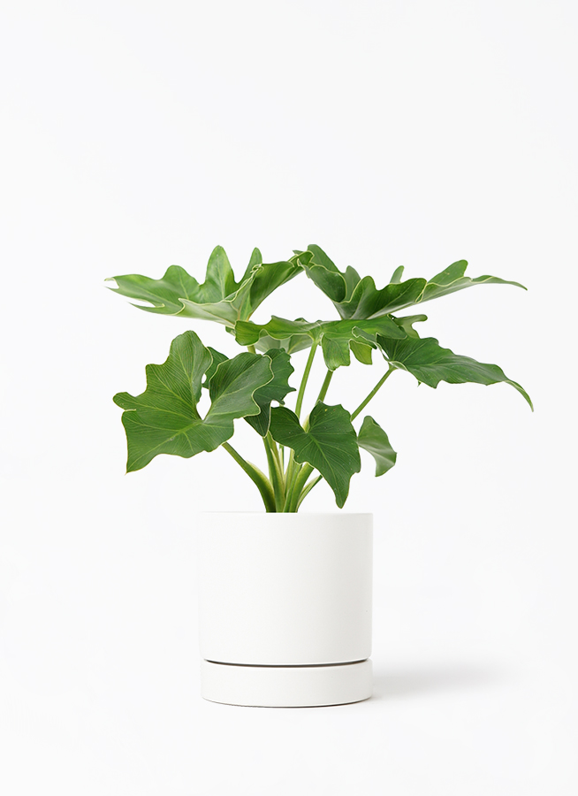 観葉植物 フィロデンドロン 3号 セローム ヒトデカズラ オーセ 11 W