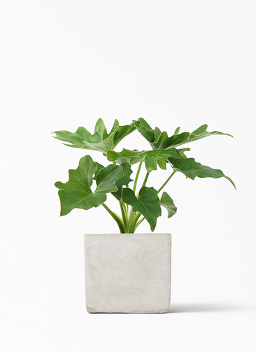 フィロデンドロン　セローム3 philodendron-selloum-399_1.jpg