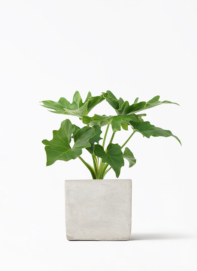 観葉植物 フィロデンドロン 3号 セローム ヒトデカズラ アダ