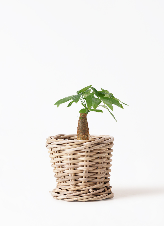 観葉植物 パキラ 3号 朴 オーセ 11 P ピンク 付き | 観葉植物