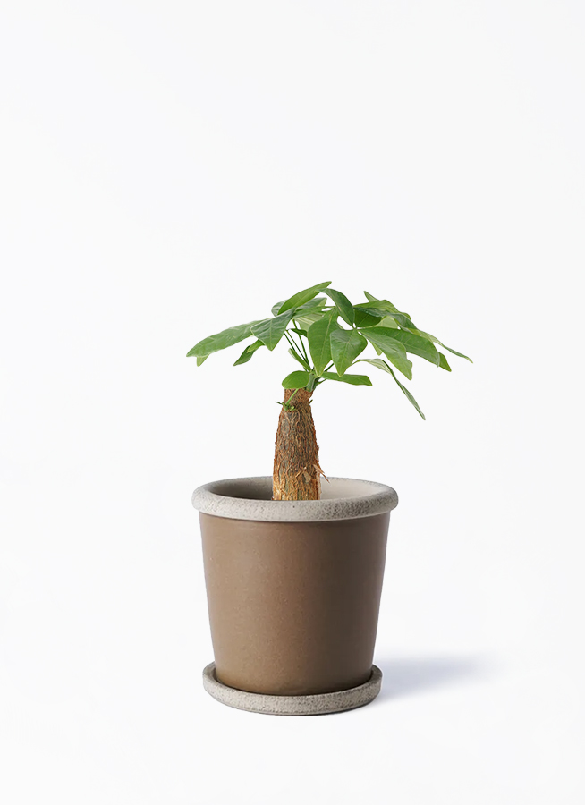 珍しい！パキラ3本立！観葉植物‼️縁起物植物！くねくね個性的樹形！高さ145◎ 珍しい！パキラ3本立！観葉植物‼️縁起物植物！くねくね個性的樹