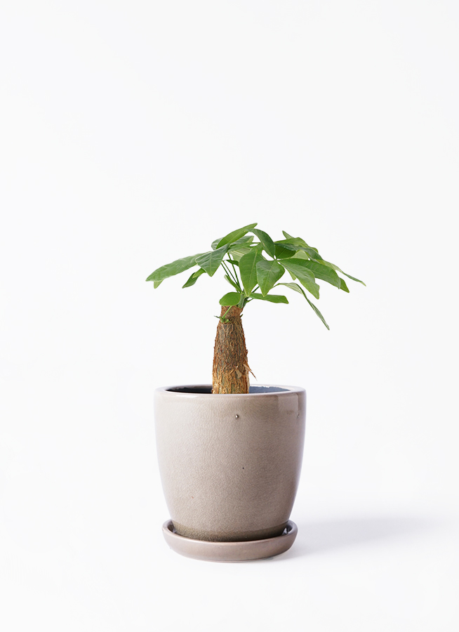 観葉植物 パキラ 3号 朴 アートストーン 付き | 観葉植物なら