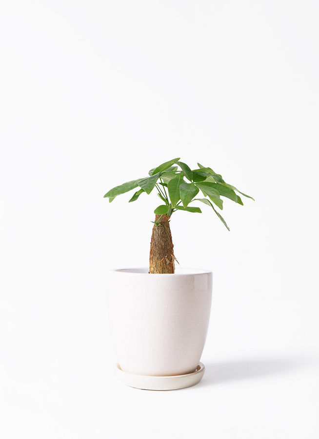 観葉植物 パキラ 3号 朴 ハピ 白 S 付き | 観葉植物ならHitoHana(ひとはな)