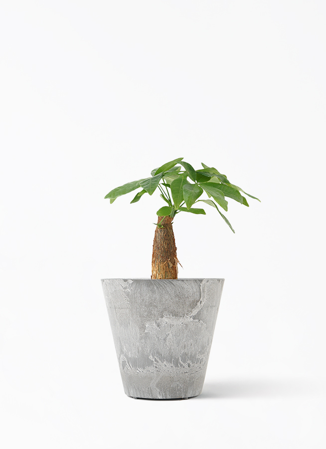 観葉植物 パキラ 3号 朴 Gray Rattan（グレイラタン） 付き | 観葉植物
