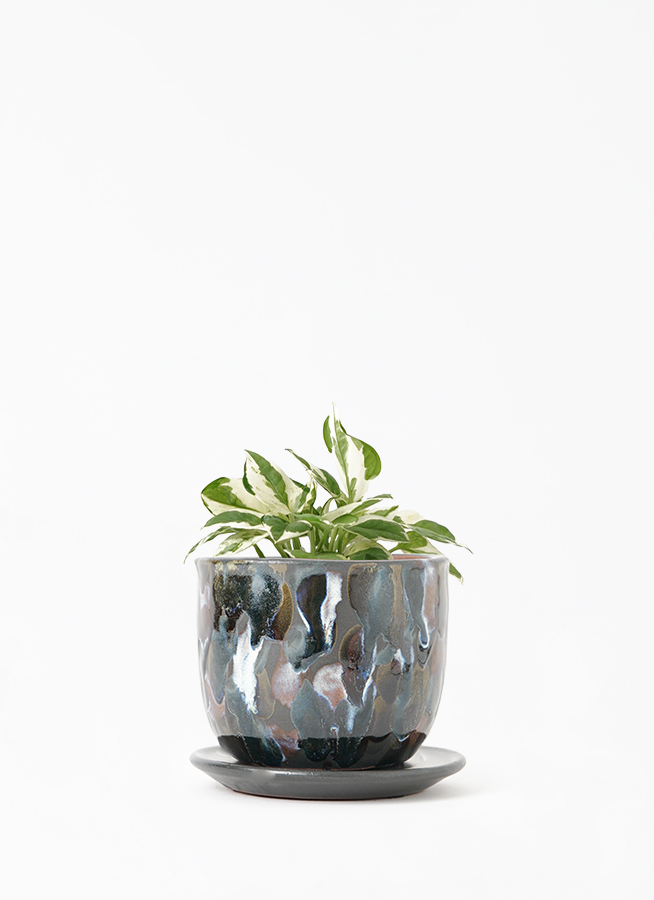 観葉植物 ポトス エンジョイ 3号 エンジョイ ユーリア 1 K 付き 観葉植物ならhitohana ひとはな 観葉植物 ポトス エンジョイ 3号 エンジョイ ユーリア 1 K 付き 観葉植物ならhitohana ひとはな