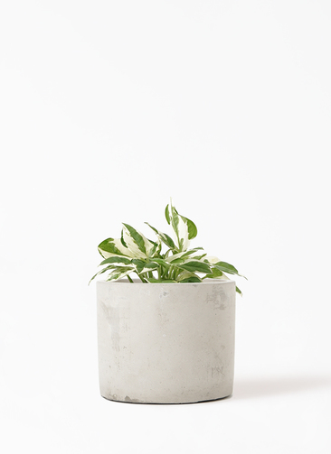 pothos-834_1.jpg?1648260762