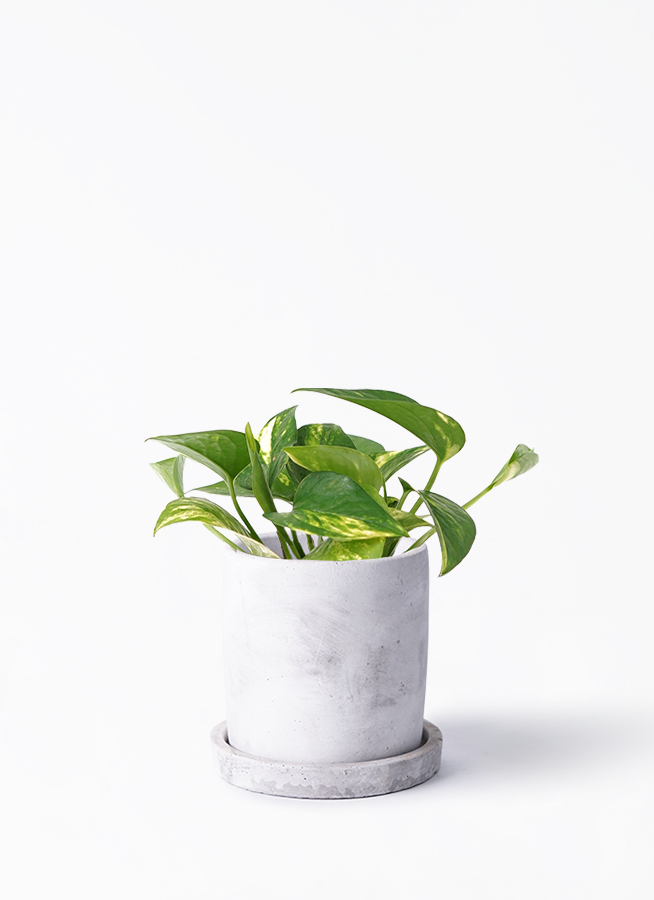 観葉植物 ポトス 3号 ゴールデン レーニ 11 イエロー 付き | 観葉植物