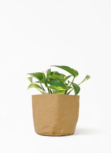 その他観葉植物 BEBE pothos-745_1.jpg?1648260895