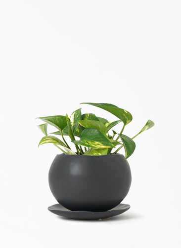 pothos-760_1.jpg?1648260928