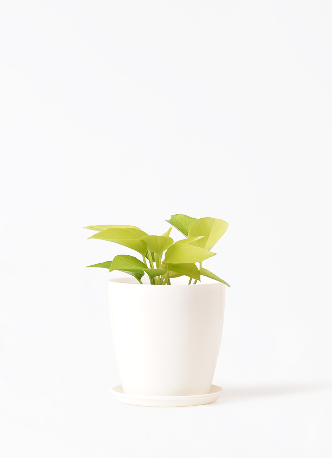 観葉植物 ポトス 3号 ライム ラスターポット 付き | 観葉植物なら