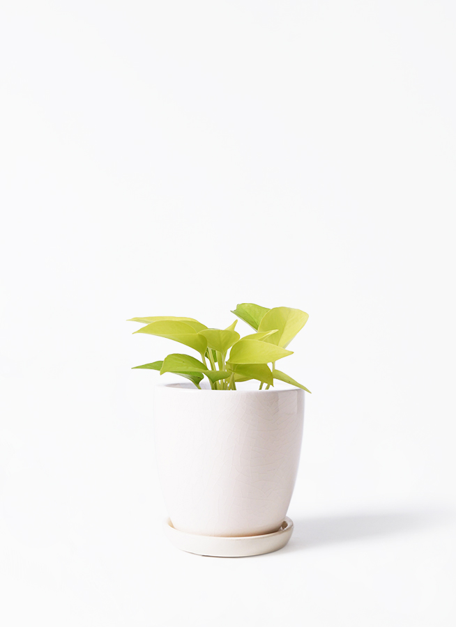 観葉植物 ポトス 3号 ライム ラスターポット 付き | 観葉植物なら
