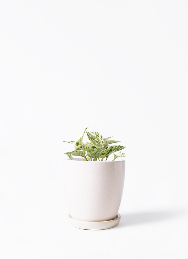 観葉植物 ポトス 3号 斑入り オーセ 11 W ホワイト 付き | 観葉植物