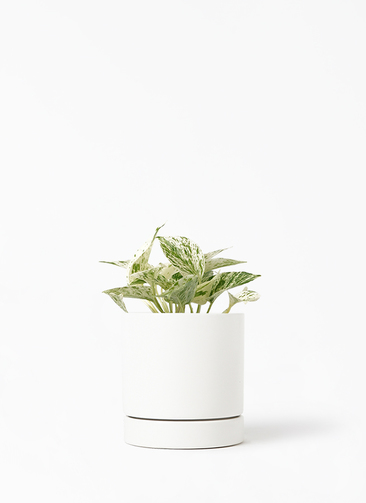 観葉植物 ポトス 3号 斑入り オーセ 11 W ホワイト 付き | 観葉植物