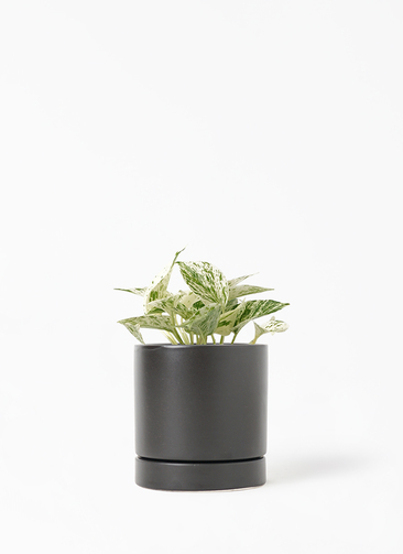 観葉植物 ポトス 3号 斑入り オーセ 11 K ブラック 付き | 観葉植物