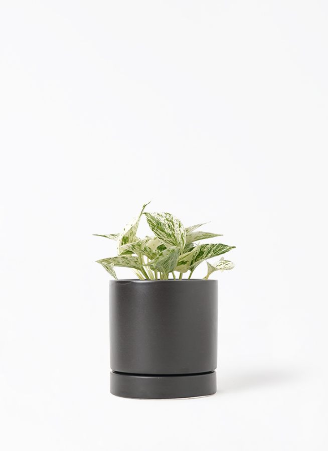 観葉植物 ポトス 3号 斑入り オーセ 11 K ブラック 付き | 観葉植物