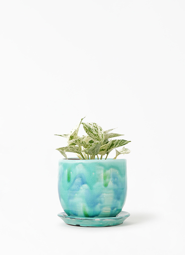 観葉植物 ポトス 3号 斑入り ユーリア 1 G 付き | 観葉植物なら