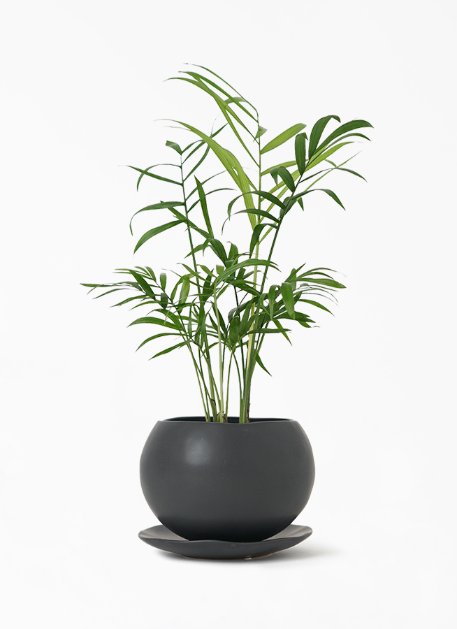 観葉植物 テーブルヤシ 3号 マリナ 黒 L 付き 観葉植物ならhitohana ひとはな