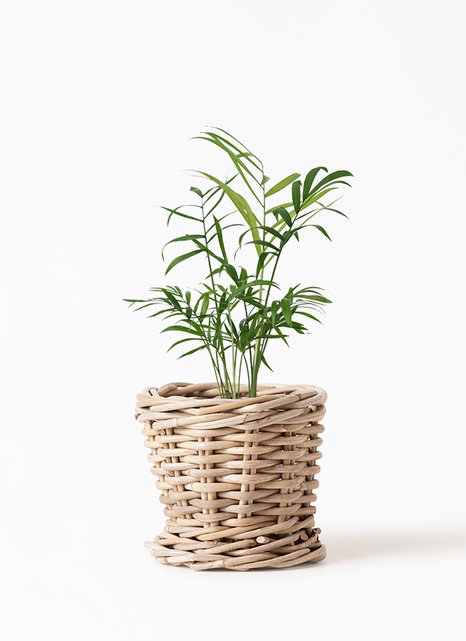 観葉植物 テーブルヤシ 3号 インナ 11 W ホワイト 付き | 観葉植物なら