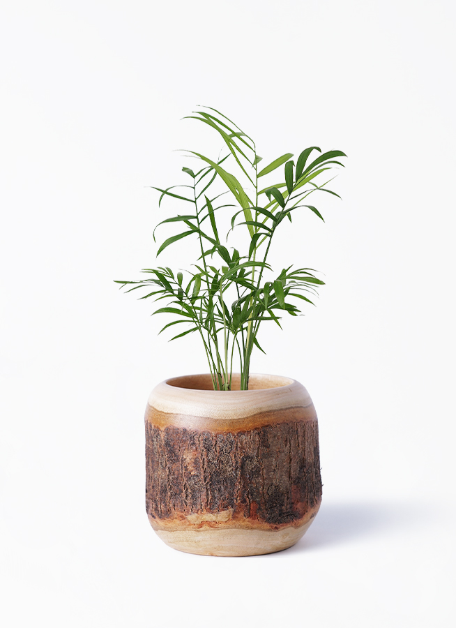 観葉植物 テーブルヤシ 3号 レーナ 15 Y イエロー 付き | 観葉植物なら