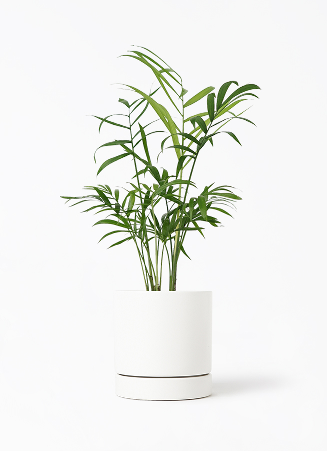 観葉植物 テーブルヤシ 3号 オーセ 11 W ホワイト 付き | 観葉植物なら