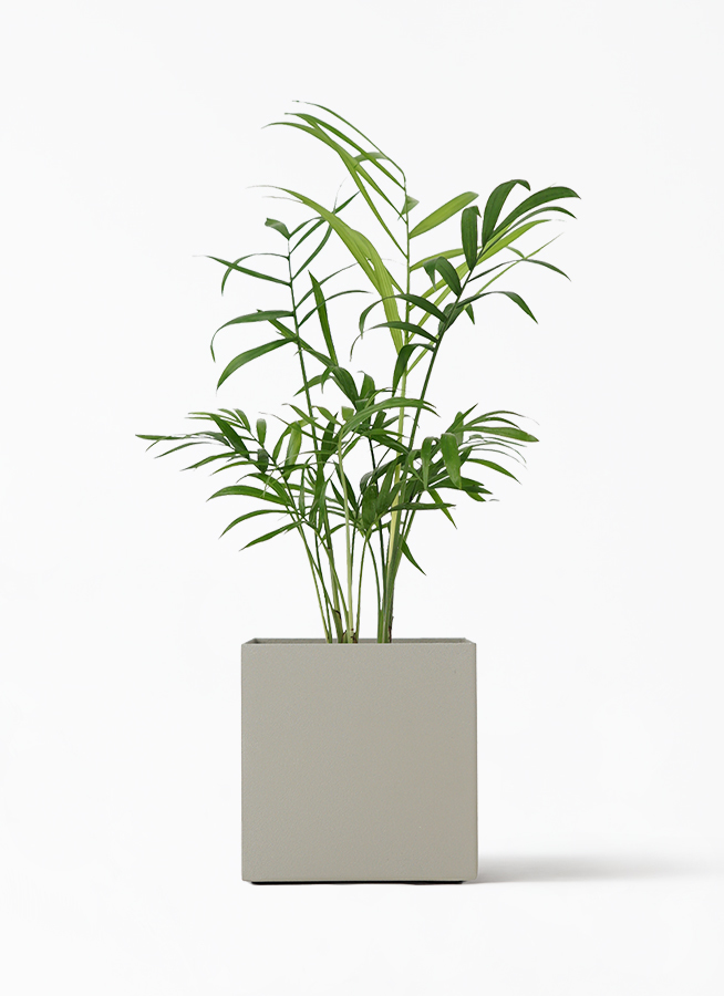 観葉植物 テーブルヤシ 3号 クッカ 11 G 付き 観葉植物ならhitohana ひとはな