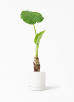 観葉植物 アロカシア 4号 オドラ（クワズイモ） オーセ 1 W ホワイト