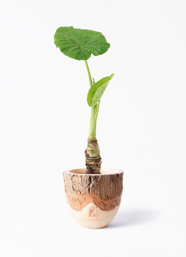 観葉植物 アロカシア 4号 オドラ（クワズイモ） クラッツ ウロ