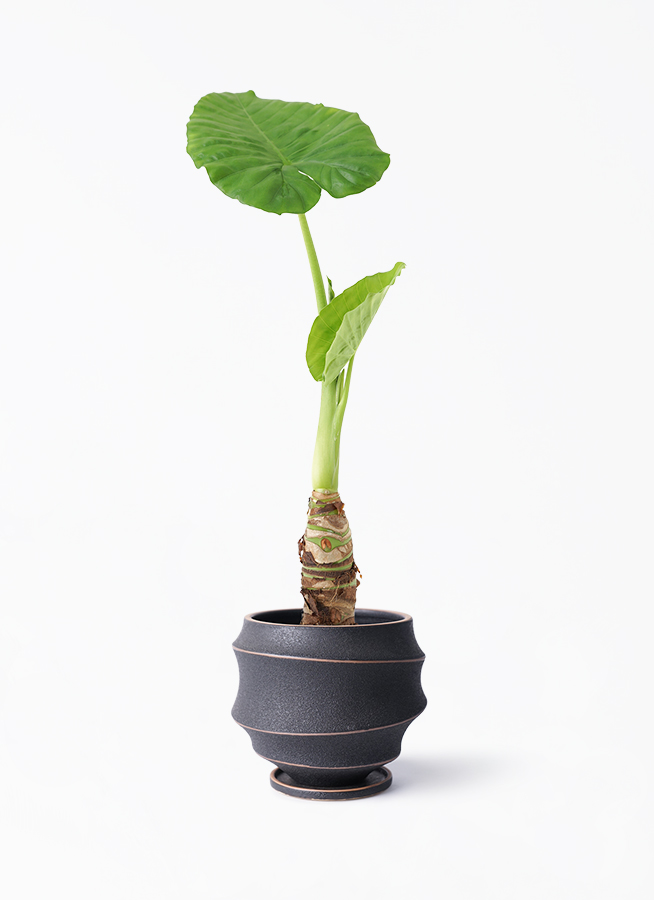 観葉植物 アロカシア 4号 オドラ（クワズイモ） クラッツ ウロ