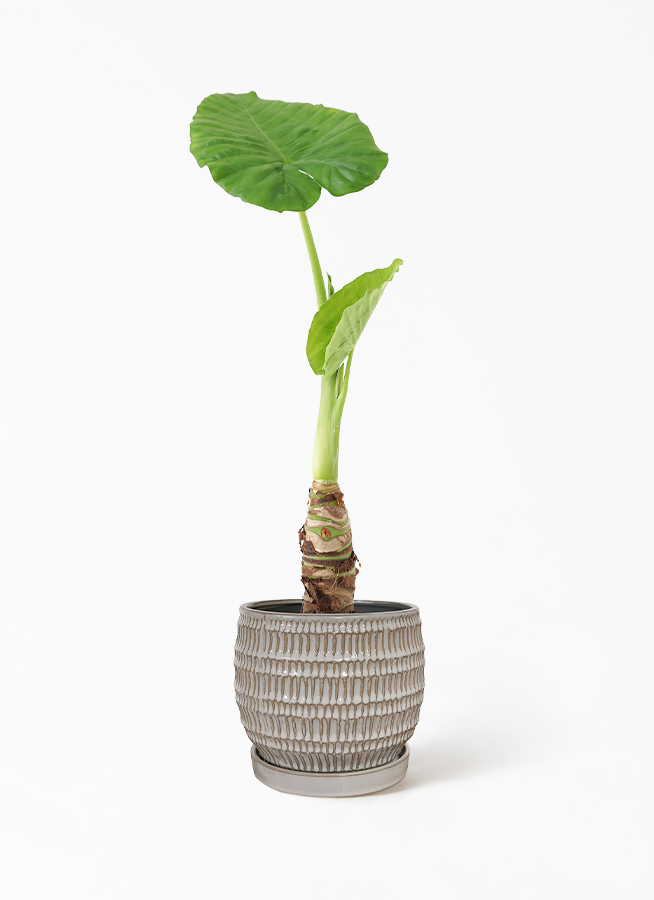 斑入りクワズイモ　アロカシア Alocasia アロカシア 斑入り クワズイモ 特大株 上木 地味柄