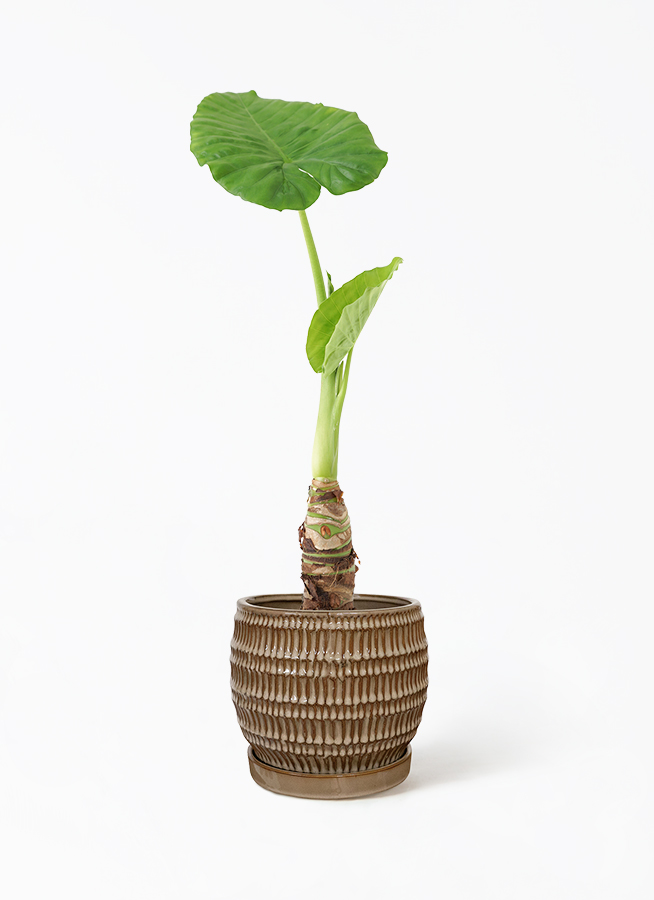 観葉植物 アロカシア 4号 オドラ（クワズイモ） クラッツ ウロ