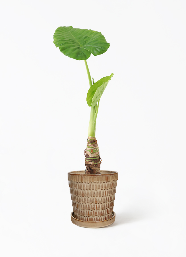 観葉植物 アロカシア 4号 オドラ（クワズイモ） プラスチック鉢 | 観葉