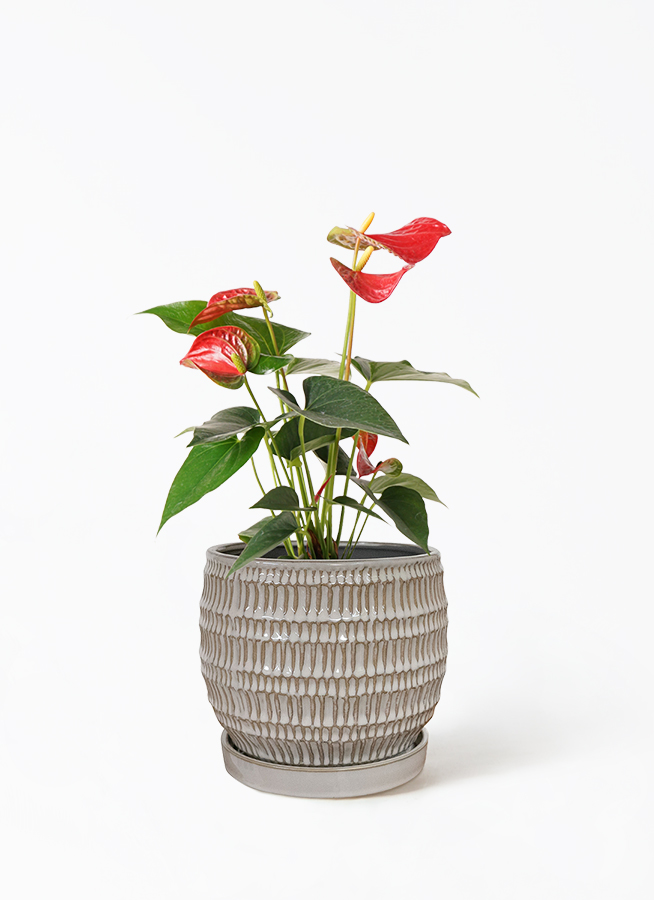 観葉植物 アンスリウム 4号 レッド ラダ 15 C ブラウン 付き | 観葉