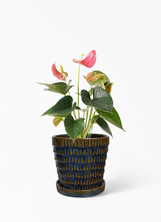 観葉植物 アンスリウム 4号 ピンク クラッツ ウロ ブルー 付き 観葉植物ならhitohana ひとはな