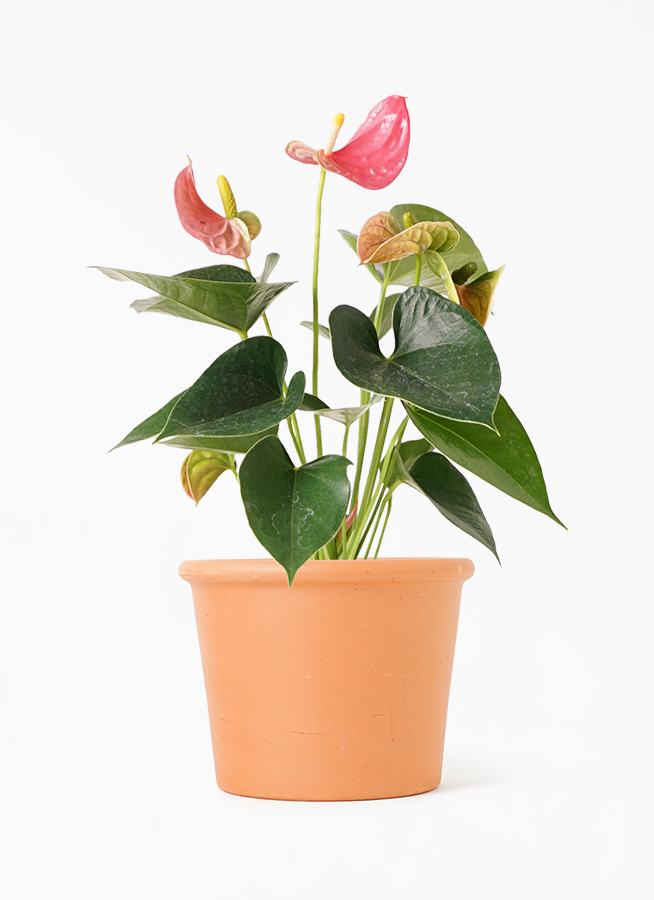 観葉植物 アンスリウム 4号 ピンク シリンダーポット 植え替えキット付き 観葉植物ならhitohana ひとはな