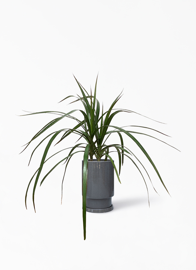 観葉植物 ドラセナ コンシンネ 4号 フロウ トール グレー 植え替えキット付き 観葉植物ならhitohana ひとはな 観葉植物 ドラセナ コンシンネ 4号 フロウ トール グレー 植え替えキット付き 観葉植物ならhitohana ひとはな