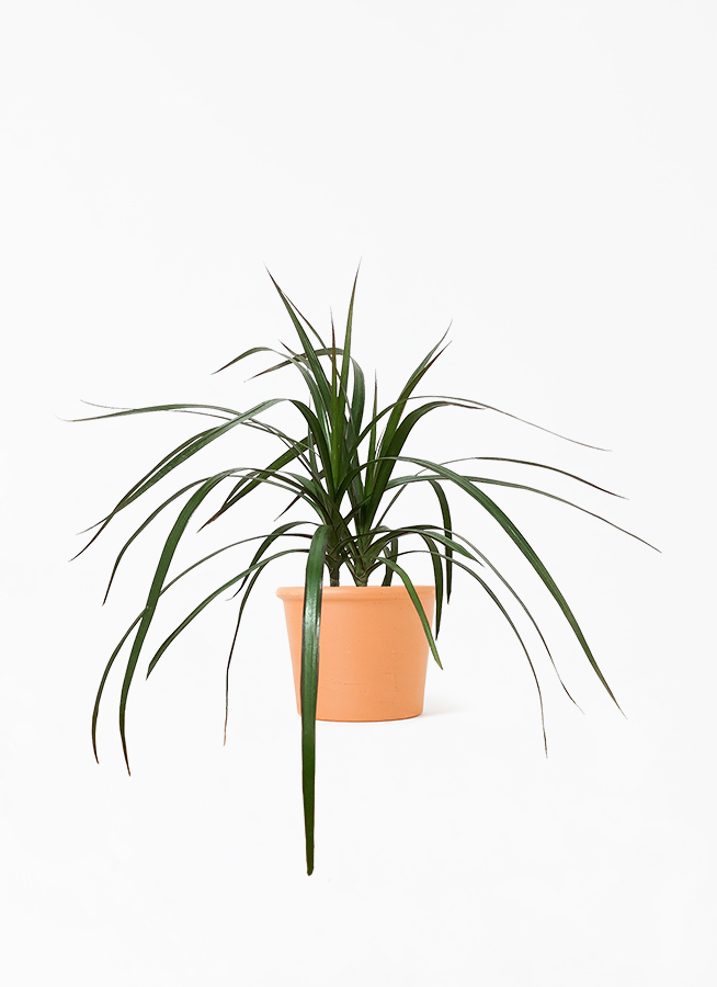 観葉植物 ドラセナ コンシンネ 4号 シリンダーポット 植え替えキット付き 観葉植物ならhitohana ひとはな 観葉植物 ドラセナ コンシンネ 4号 シリンダーポット 植え替えキット付き 観葉植物ならhitohana ひとはな