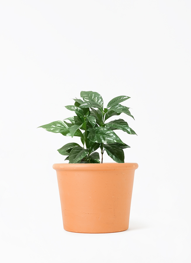 【希少】【美品】コーヒーの木斑入りバリエガータ 希少】【美品】コーヒーの木斑入りバリエガータ 2025年最新