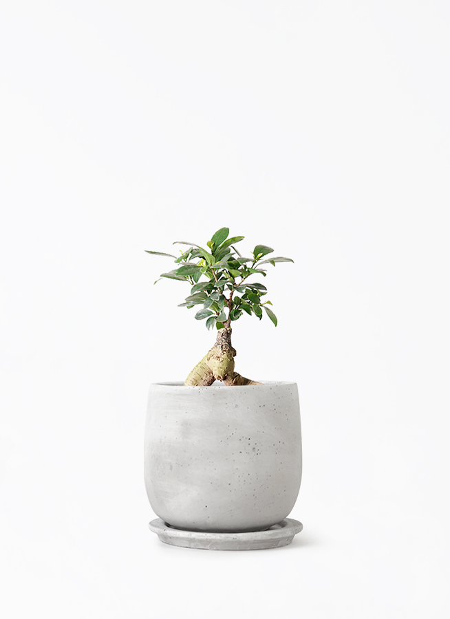観葉植物 ガジュマル 4号 股仕立て マルモラウンド M 植え替え